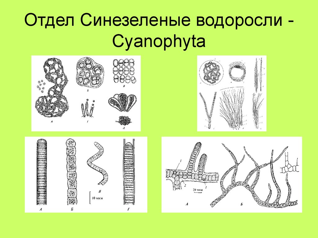 Сине зеленые водоросли презентация