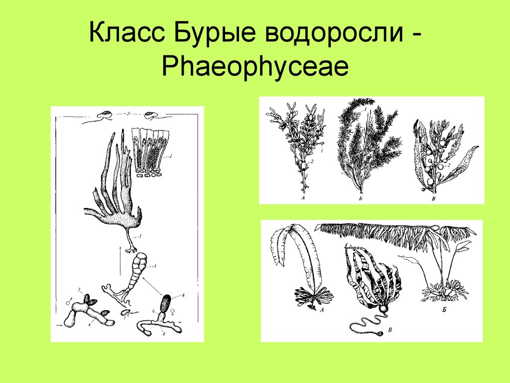 Классы бурых водорослей. Таксономия бурых водорослей. Водоросли класса Phaeophyceae. Эктокарпус систематика. Класс Fucophyceae (Phaeophyceae).