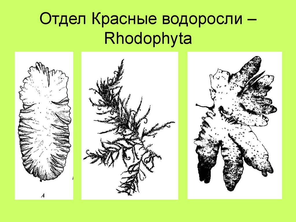 Отдел красные водоросли Rhodophyta. Представители отдела Rhodophyta. Rhodophyta представители. Фотосинтетические пигменты красных водорослей.