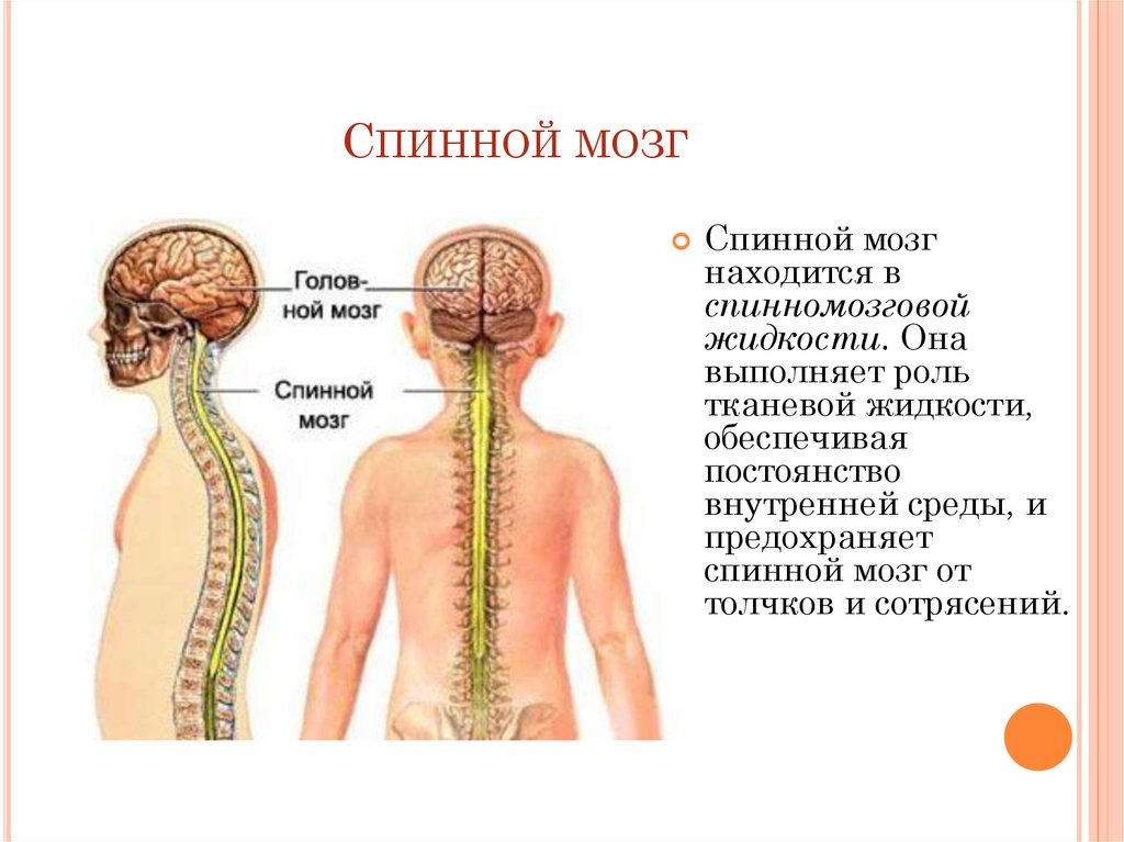 Нервная система 9 класс презентация. Спинной мозг. Гдетнахожится спинной мозг. Где находится спинной мозг. Спинной мозг расположен.