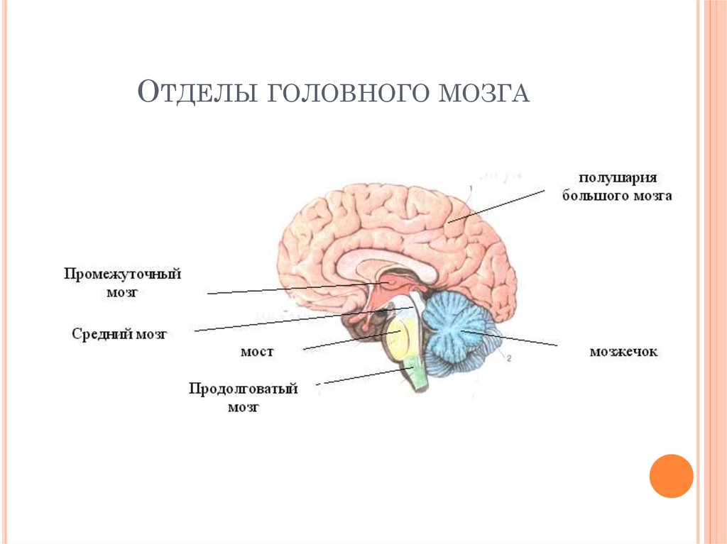 Отдел мозгов. Отделы головного мозга рисунок. Отделы и части отделов головного мозга. Строение отделов головного мозга. Основные части головного мозга человека.