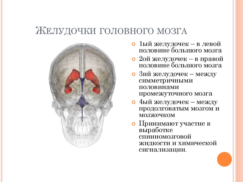 Правый желудочек головного. Перечислите желудочки головного мозга. Боковые желудочки головного мозга функции. Третий желудочек головного мозга анатомия строение. Желудочки головного мозга функции таблица.
