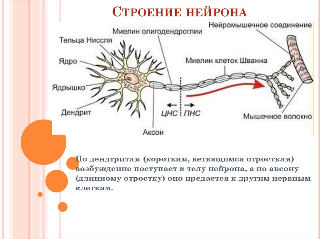 Особенности строения нервных клеток. Строение нейрона рисунок. Структуры нервной клетки таблица. Структура строения нейрона. Нейрон строение и функции.