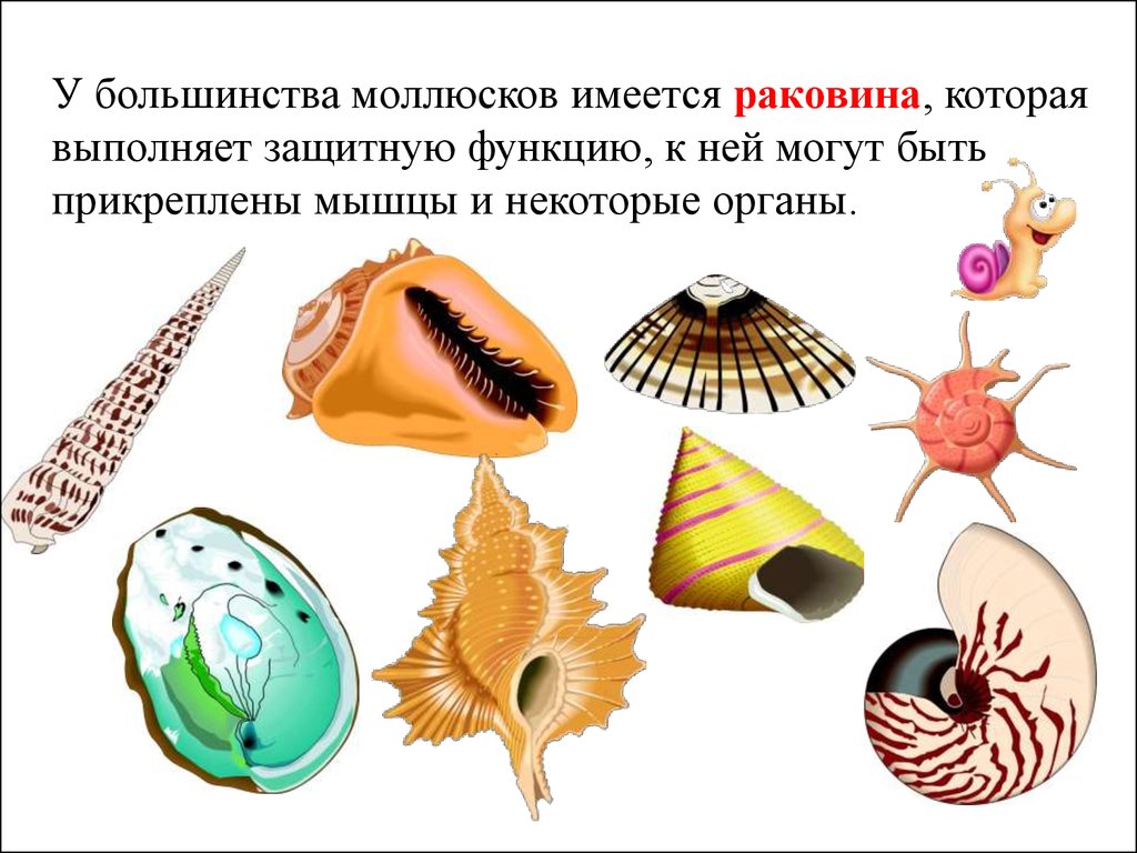 У каких животных есть раковина. Тип моллюски. Функции раковины моллюска. Тип моллюски раковина. Наружный скелет моллюска.