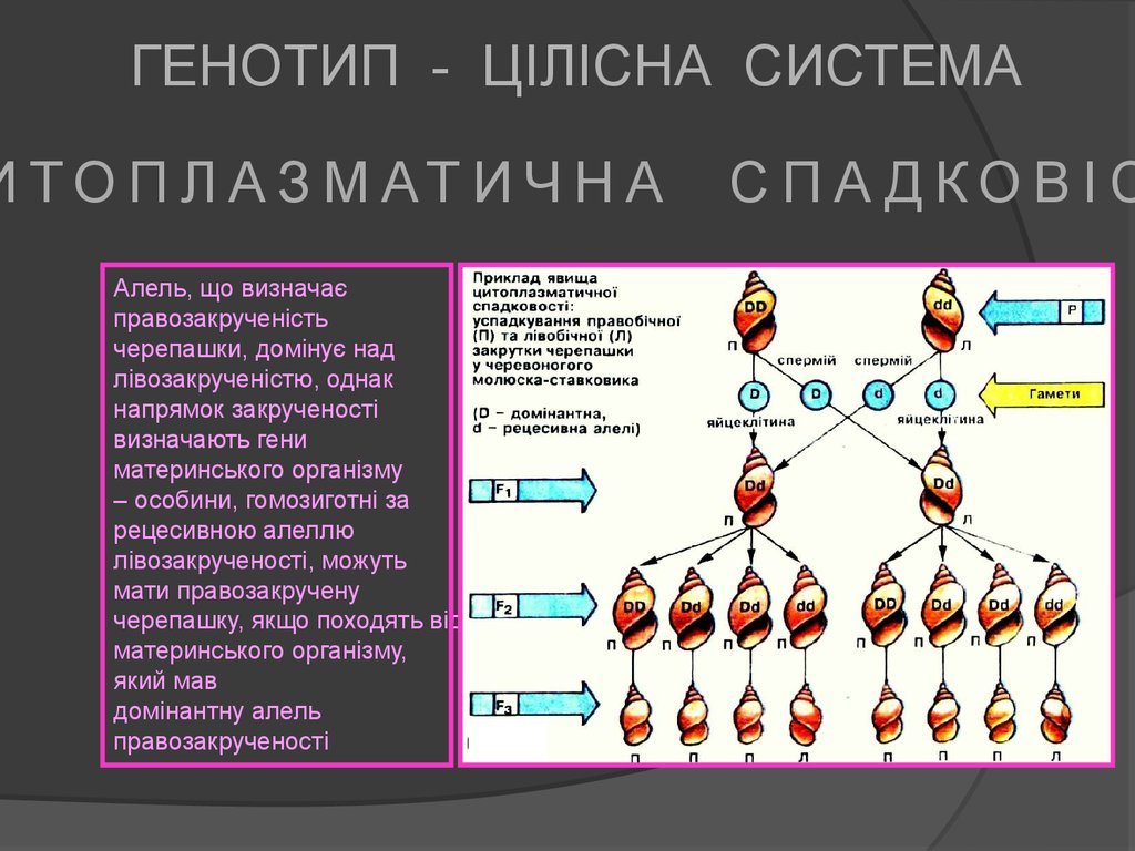 Генотип характеризует