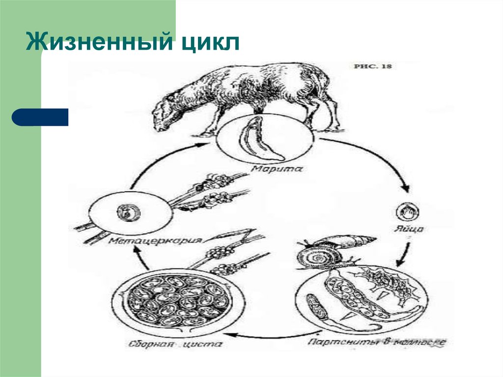 Жизненный цикл класса. Триходина жизненный цикл. Жизненный цикл рисунок. Жизненный цикл рисунок-схема. Стадии жизненного цикла организма.