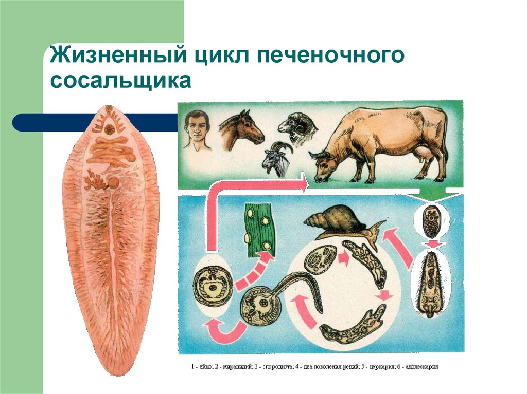 Образ жизни печеночного сосальщика. Печеночный сосальщик цикл. Цикл развития печеночного сосальщика. Схема жизненного цикла печеночного сосальщика. Цикл развития печеночного сосальщика биология.