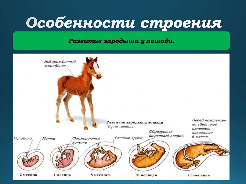 Укажите особенности строения. Строение эмбриона млекопитающих. Типы развития млекопитающих. Развитие эмбриона лошади.