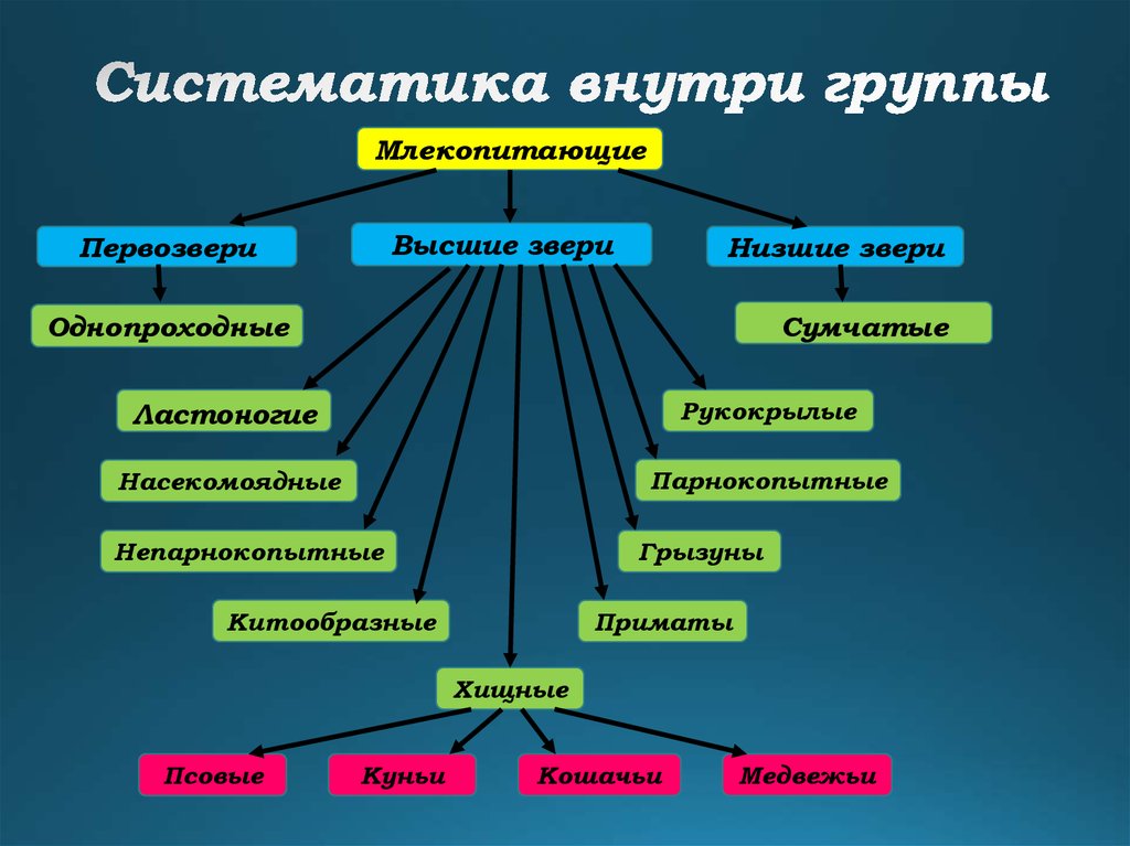 Заполните схему класс млекопитающие