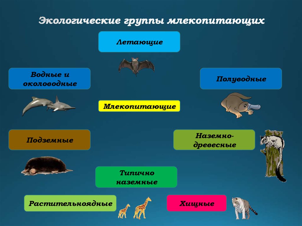 Привести примеры других видов животных. Группы млекопитающих. Экологические группы зверей. Экологические группы м.