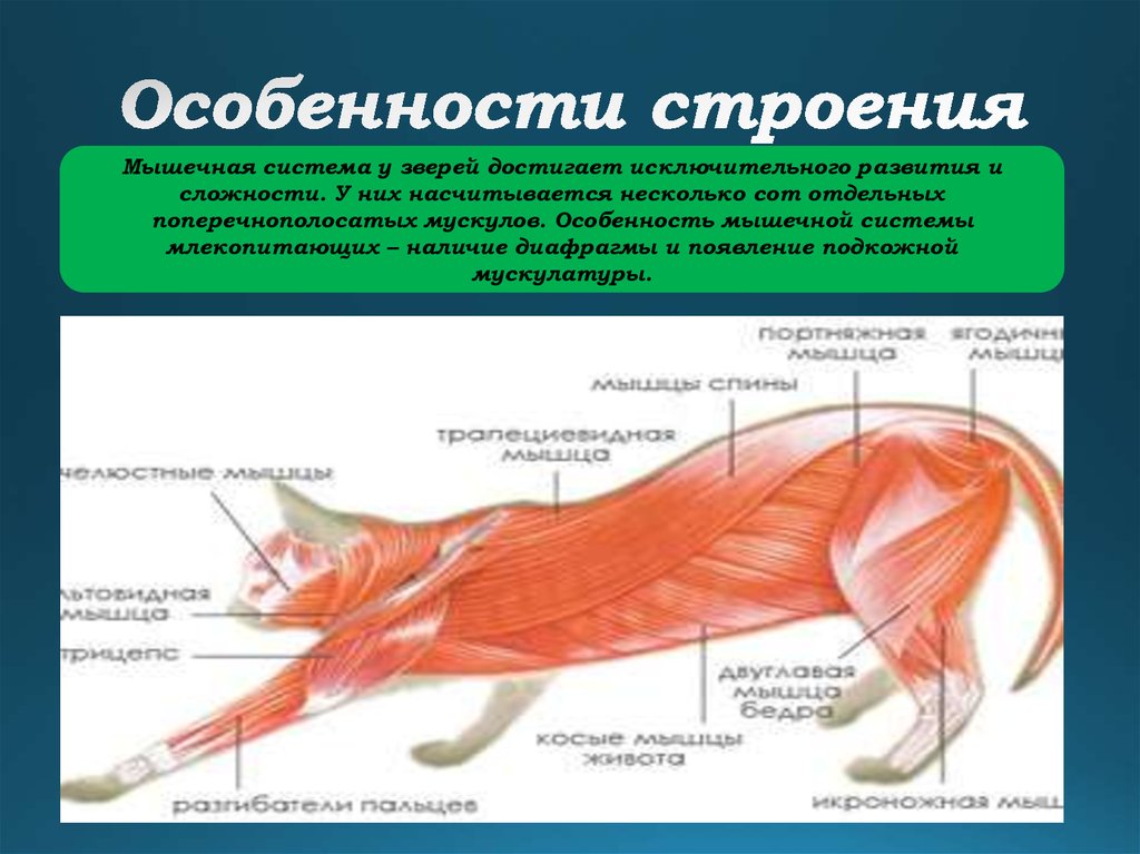 Каким номером на рисунке обозначена структура из которой в дальнейшем образуются мышцы животного