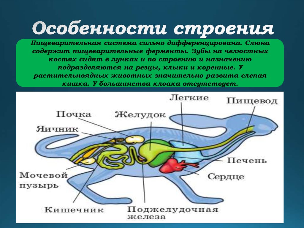 Схема строения пищеварительной системы млекопитающих