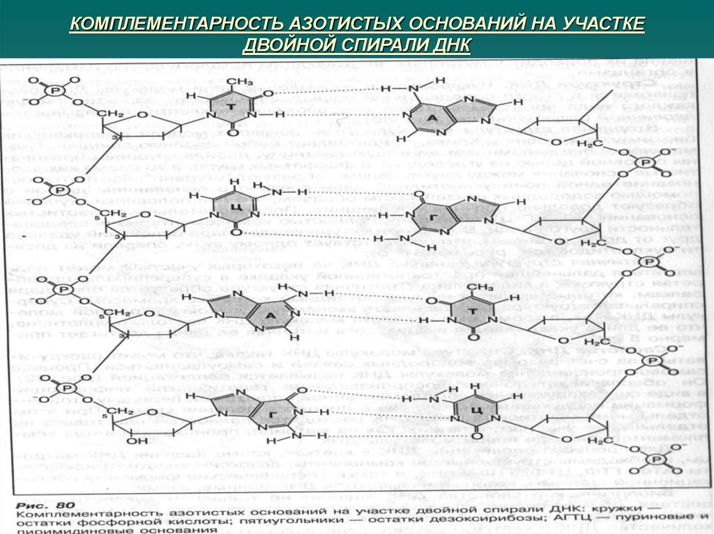 Комплементарная цепь рнк. Комплементарность нуклеиновых кислот. Комплементарные азотистые основания нуклеиновых кислот. Комплементарные азотстые осно. Комплементарные азотистые основания в РНК.