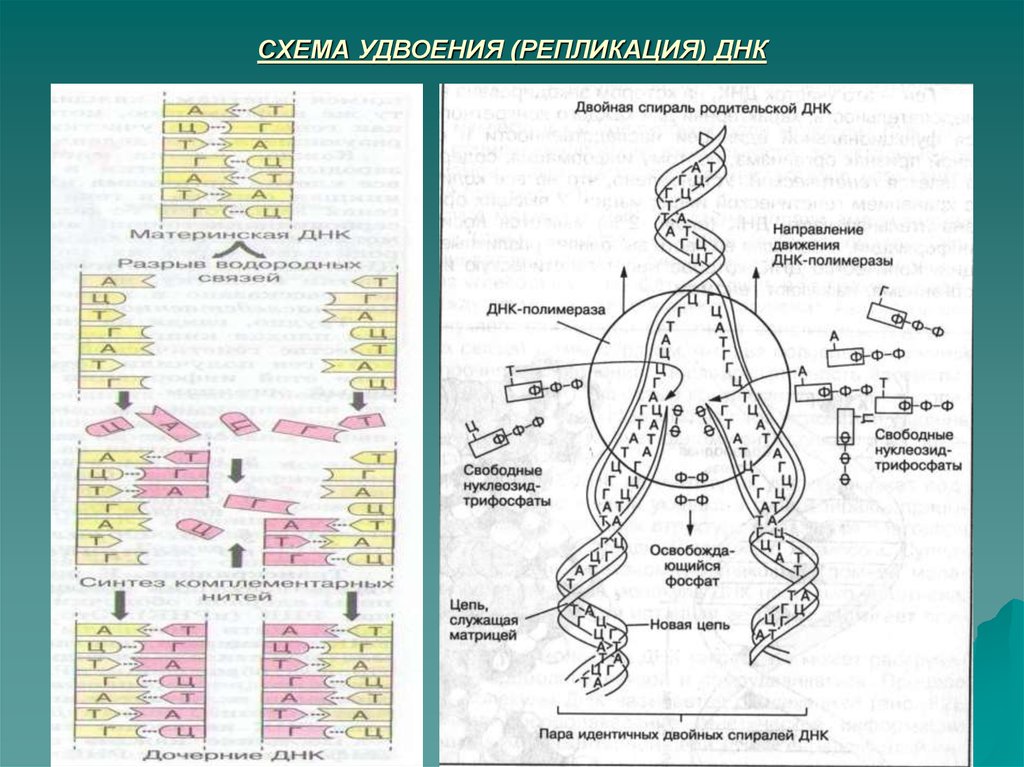 Удвоение днк. Схема редупликации ДНК рисунок. Репликация процесс удвоения ДНК схема. Схема удвоения ДНК редупликация. Репликация (редупликация, удвоение ДНК).