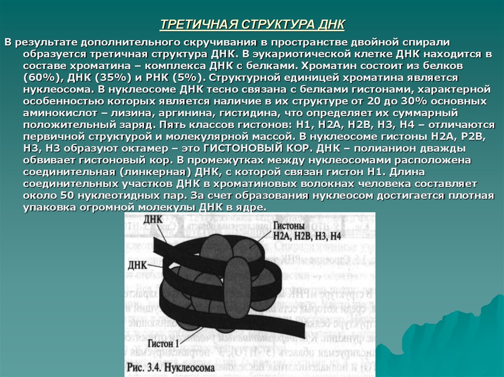 Эукариотическая клетка днк. Третичная структура ДНК У эукариот. Третичная структура ДНК нуклеосома это. Третичная структура структура ДНК. Третичная структура ДНК строение.