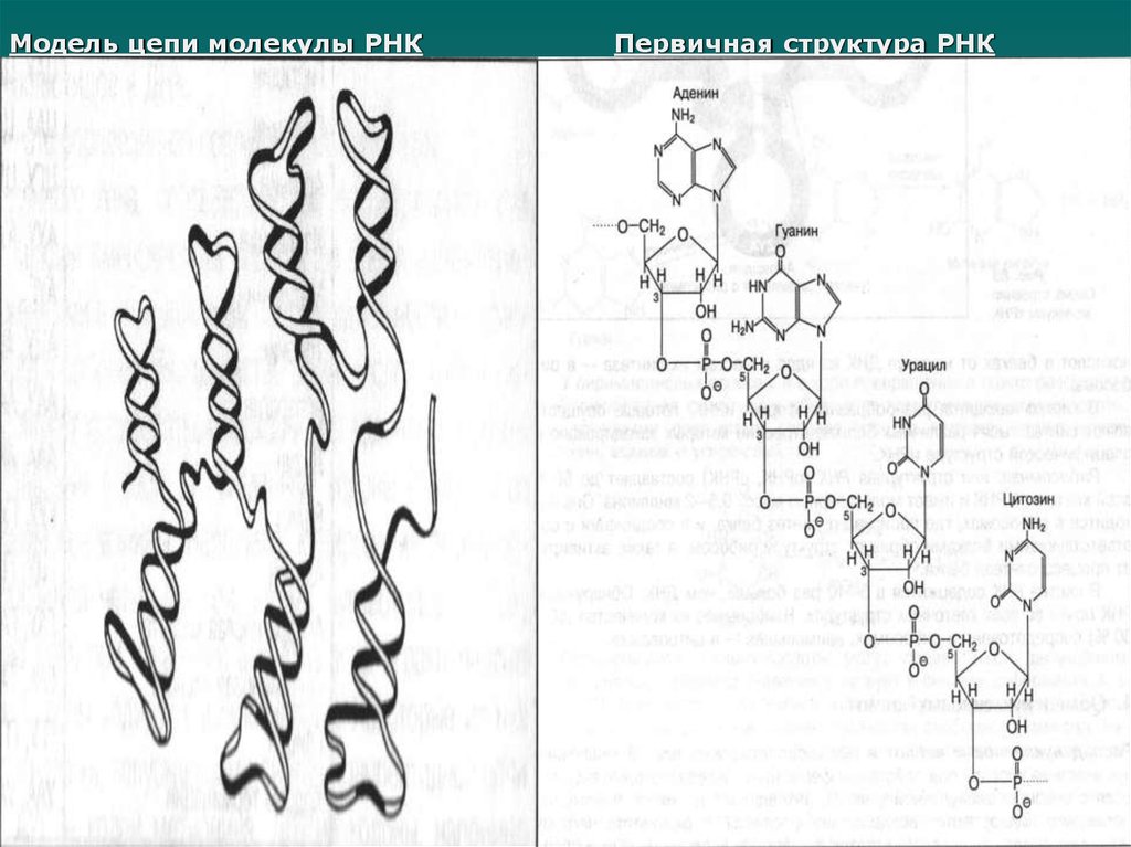 Молекулы рнк имеют структуру. Первичная структура РНК биохимия. Первичная структура молекулы РНК. Первичная структура РНК макет. Цепочка молекулы РНК.