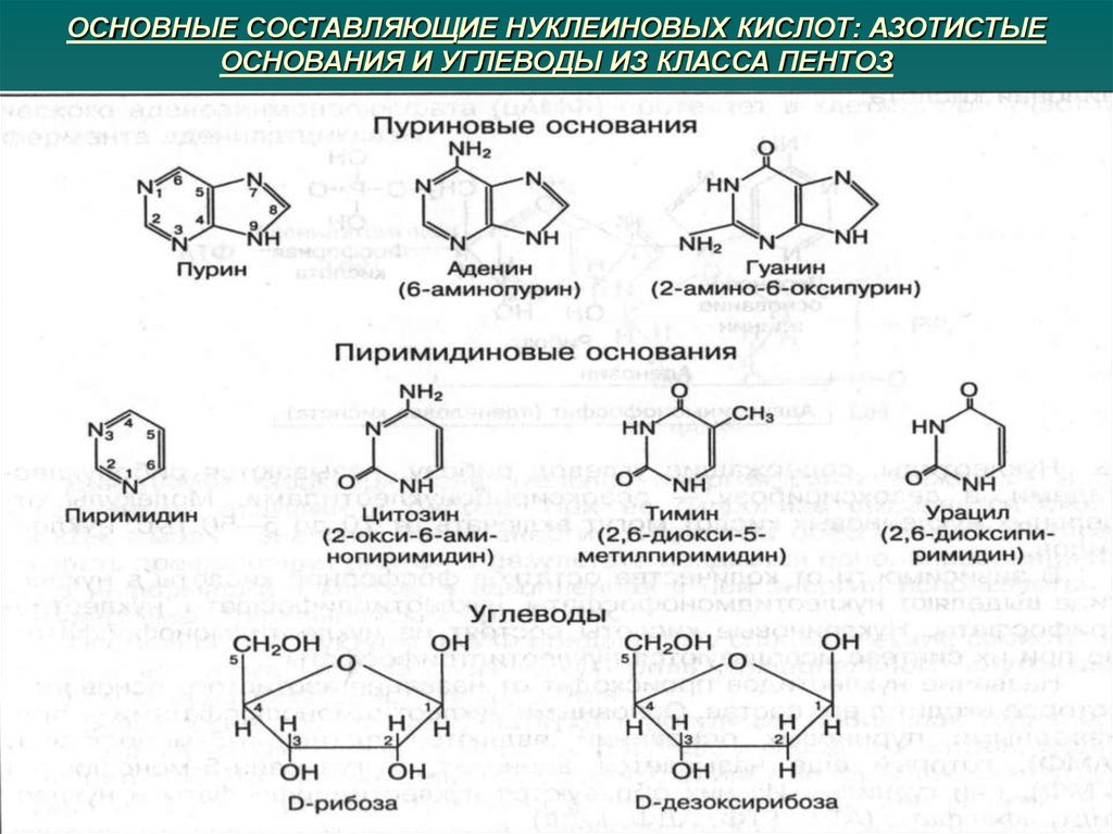Углеводы нуклеиновые кислоты. Формулы азотистых оснований биохимия. Формулы нуклеиновых кислот таблица. Формулы нуклеиновых кислот биохимия. Строение нуклеиновых кислот биохимия.