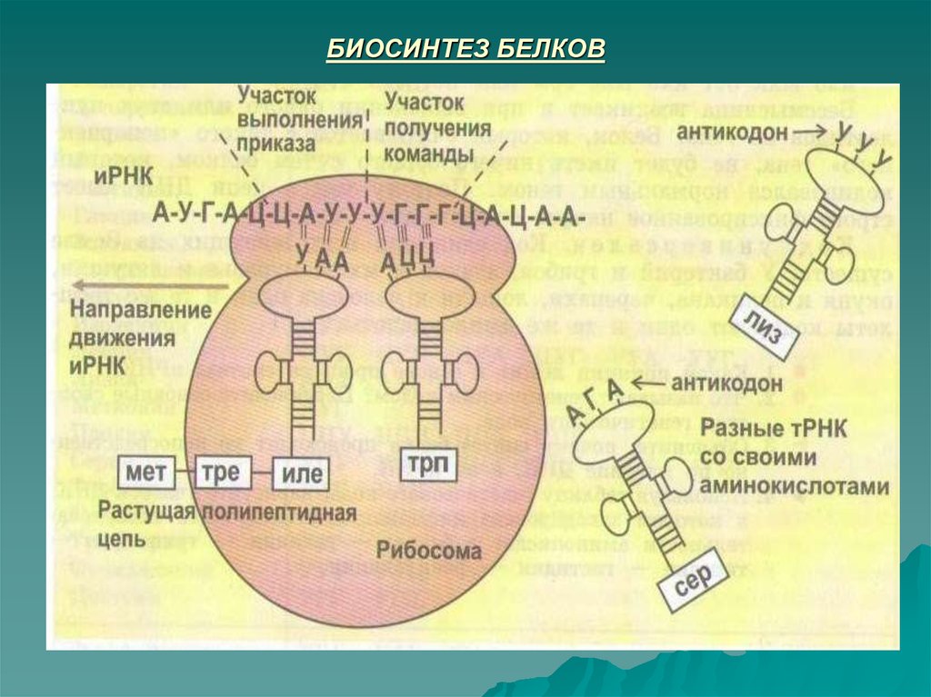Биосинтез белка тест. Схема этапы синтеза белка биохимия. Биосинтез белков трансляция биохимия. Трансляция этапы синтеза белка биохимия. Схема трансляции белка биохимия.