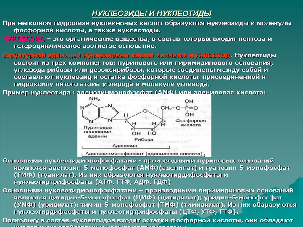 Синтез мономеров. Дезоксиаденозин нуклеиновая кислота. Структура нуклеозидов и нуклеотидов. При кислотном гидролизе 5'-адениловой кислоты. Гидролиз пиримидиновых нуклеозидов.