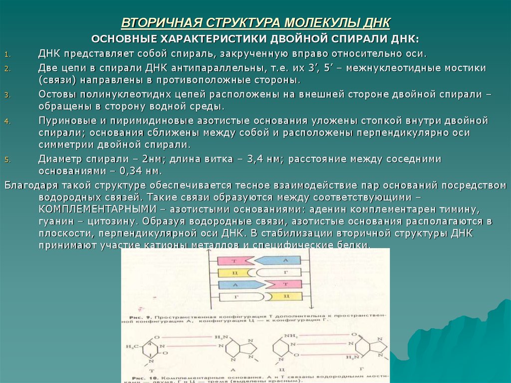 Комплементарные цепи нуклеиновых кислот антипараллельны. Вторичная структура ДНК представляет собой двойную спираль:. Вторичная структура молекулы ДНК. Структура молекулы ДНК представляет собой. Вторичная структура ДНК представлена.