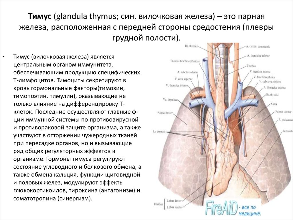 Тимус на схеме