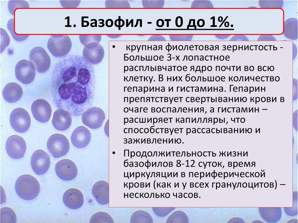 Клетка с базофильной цитоплазмой. Зернистые лейкоциты базофилы. Базофильный строение. Базофилы и тучные клетки. Строение базофилов крови.
