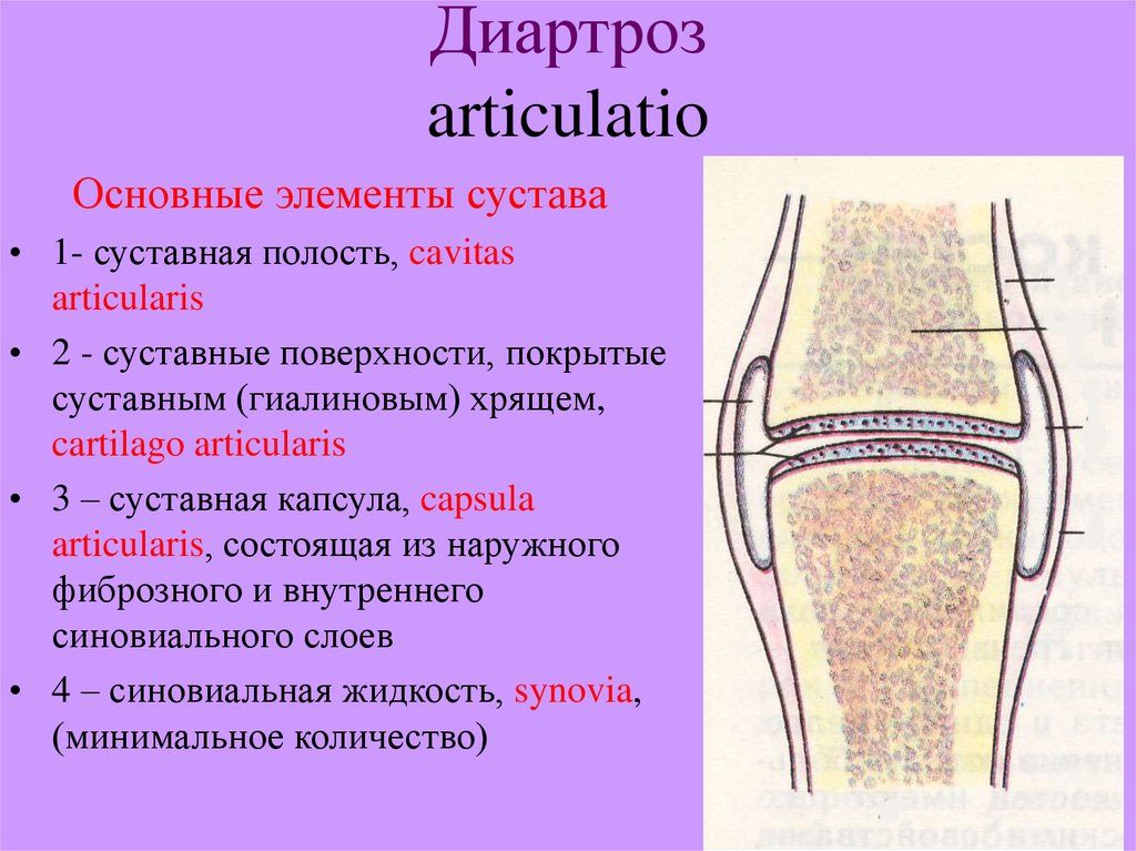 Прерывное соединение кости. Диартрозы строение сустава. Соединение костей строение сустава классификация суставов. Прерывные соединения костей диартрозы. Диартроз соединение костей.