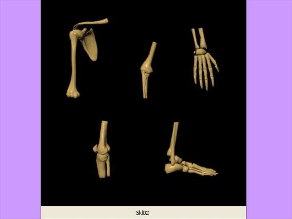 Фаланги пальца тип соединения. Учение о соединениях костей. Типы соединения костей черно.