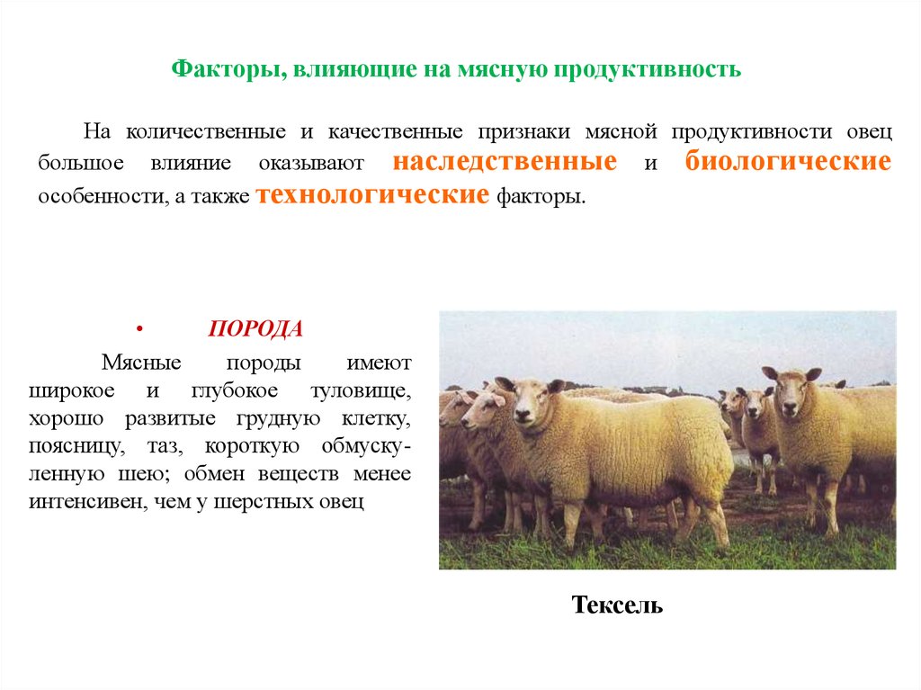 Проект на тему разведение животных их породы и продуктивность