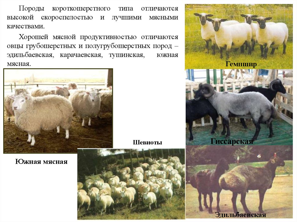 Продуктивные породы. Гиссарская порода овец молочная продуктивность. Виды продуктивности овец. Мясная продуктивность породы овец. Виды продуктивности сельскохозяйственных животных.