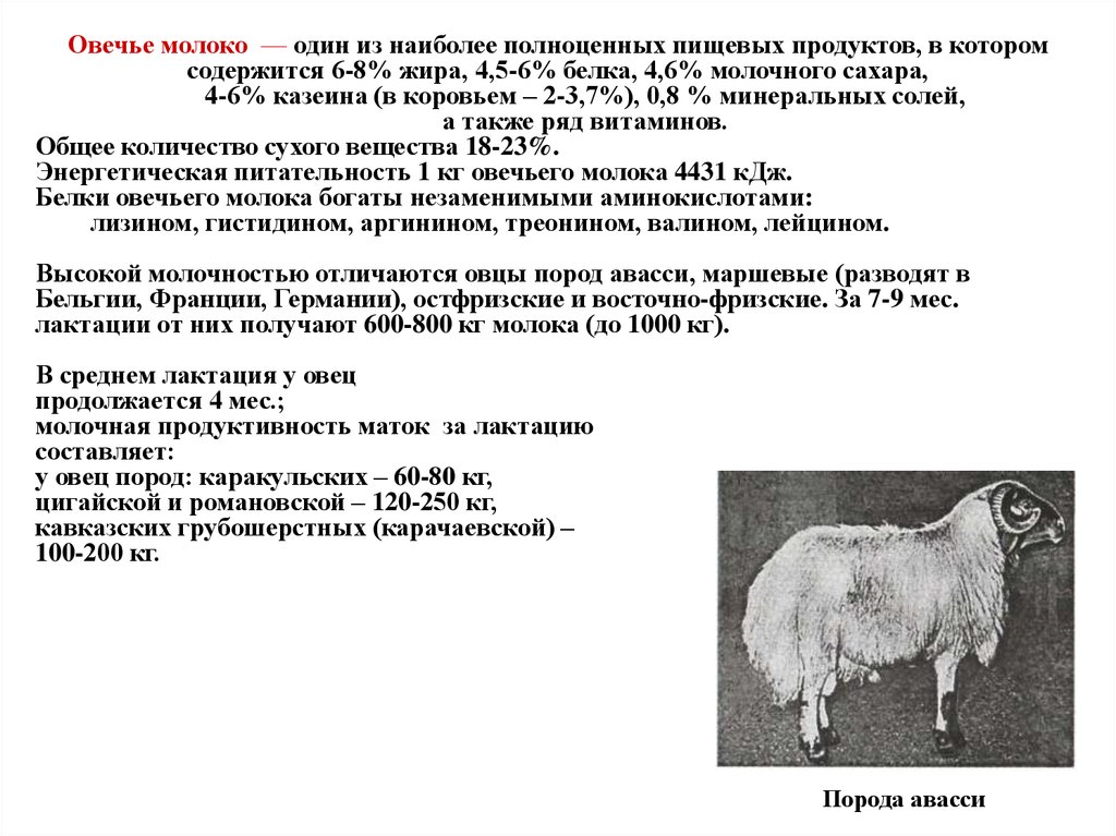 Сколько ягненок надо молока. Молочная продуктивность овец. Продолжительность лактации у овец. Молоко овцы. Молоко барана.
