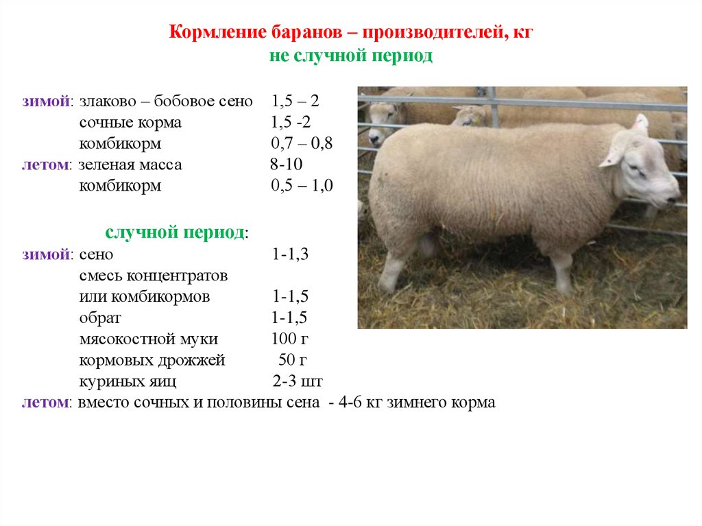 Какой вес барана. Рацион кормления овец таблица. Нормы кормления овец таблица. Нормы кормления Баранов производителей. Норма расхода комбикорма на 1 барана.