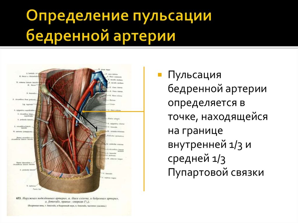 Пульсация на бедренной. Синтопия бедренной артерии. Ветви бедренной артерии анатомия. Поверхностная бедренная артерия на кт. Бедренная артерия топографическая анатомия.