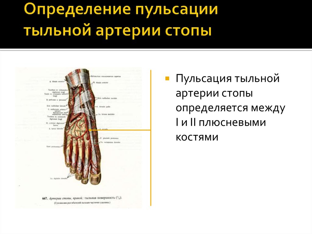 Пульсация артерий стопы. Пульсация тыльной артерии стопы. Тыльная артерия стопы пульс. Определение пульса на тыльной артерии стопы. Пульсация артерий тыла стопы.