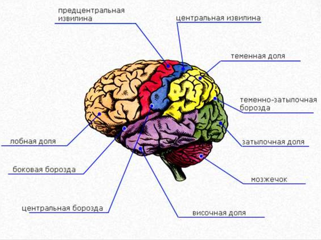 Извилины мозга центры