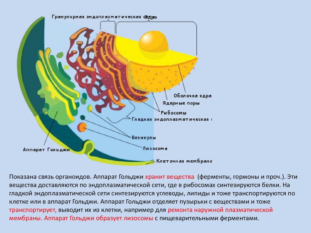 Мембрана аппарата гольджи