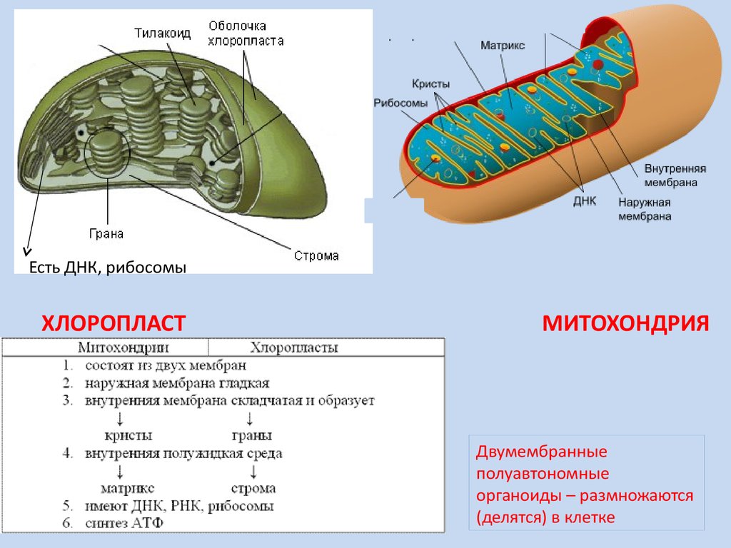 Митохондрии кристы хлоропласты
