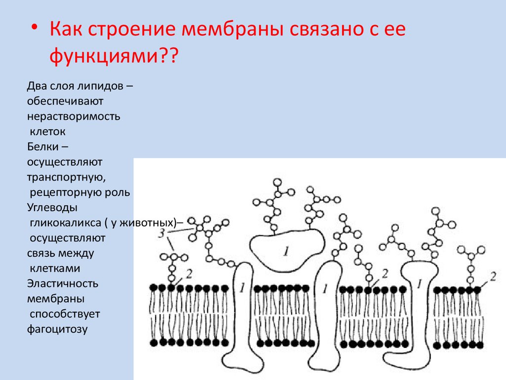 Состав мембраны клеток. Строение клеточной мембраны рисунок. Мембрана клетки рисунок строение функция. Схема строения и функции клеточной мембраны. Как связано строение клеточной мембраны с ее функциями.