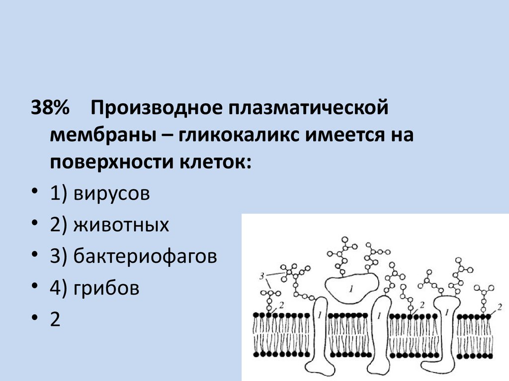 Гликокаликс растительных клеток