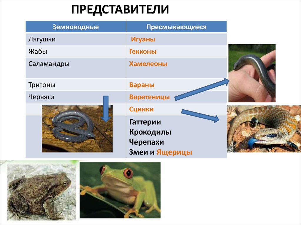 Крокодил это земноводное или пресмыкающееся. Пресмыкающиеся классификация. Амфибии представители. Земноводные и пресмыкающиеся классификация. Крокодил это земноводное.