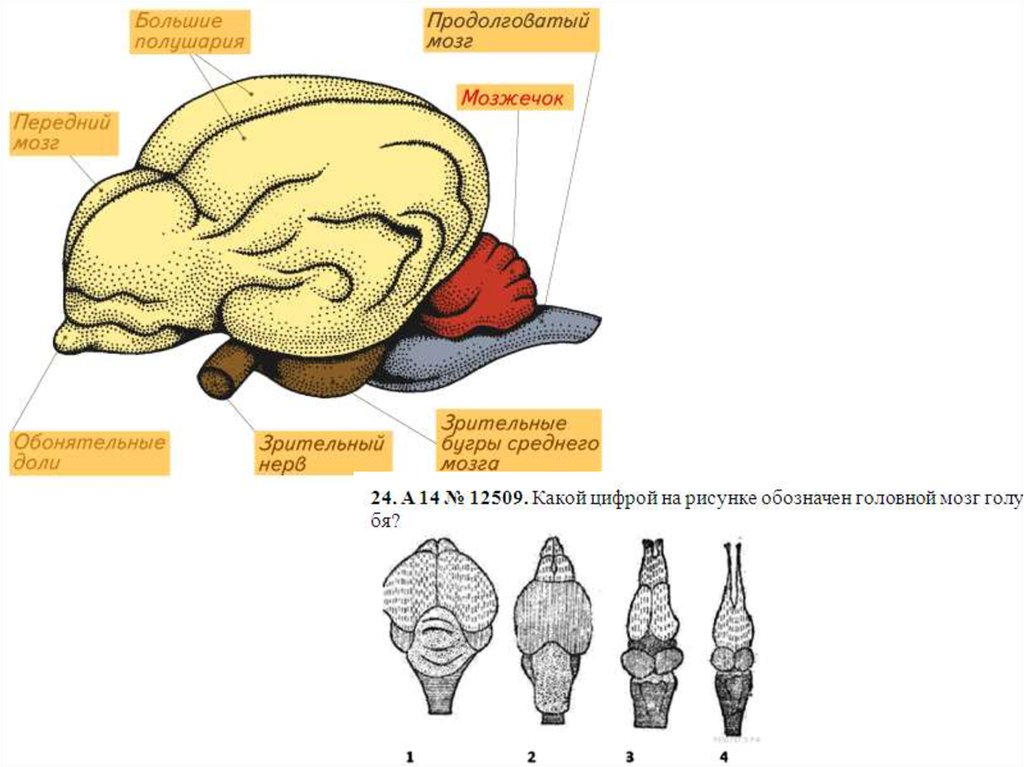 На рисунке головной мозг позвоночных мозжечок обозначен цифрой