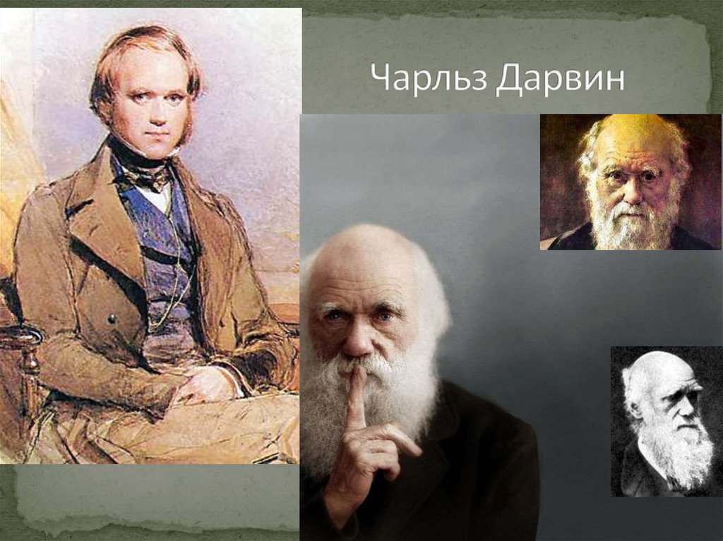 Дарвин биология. Чарльз Дарвин естествоиспытатель. Чарльз Дарвин молодой. Чарлз Дарвин в молодости. Ч Дарвин годы жизни.