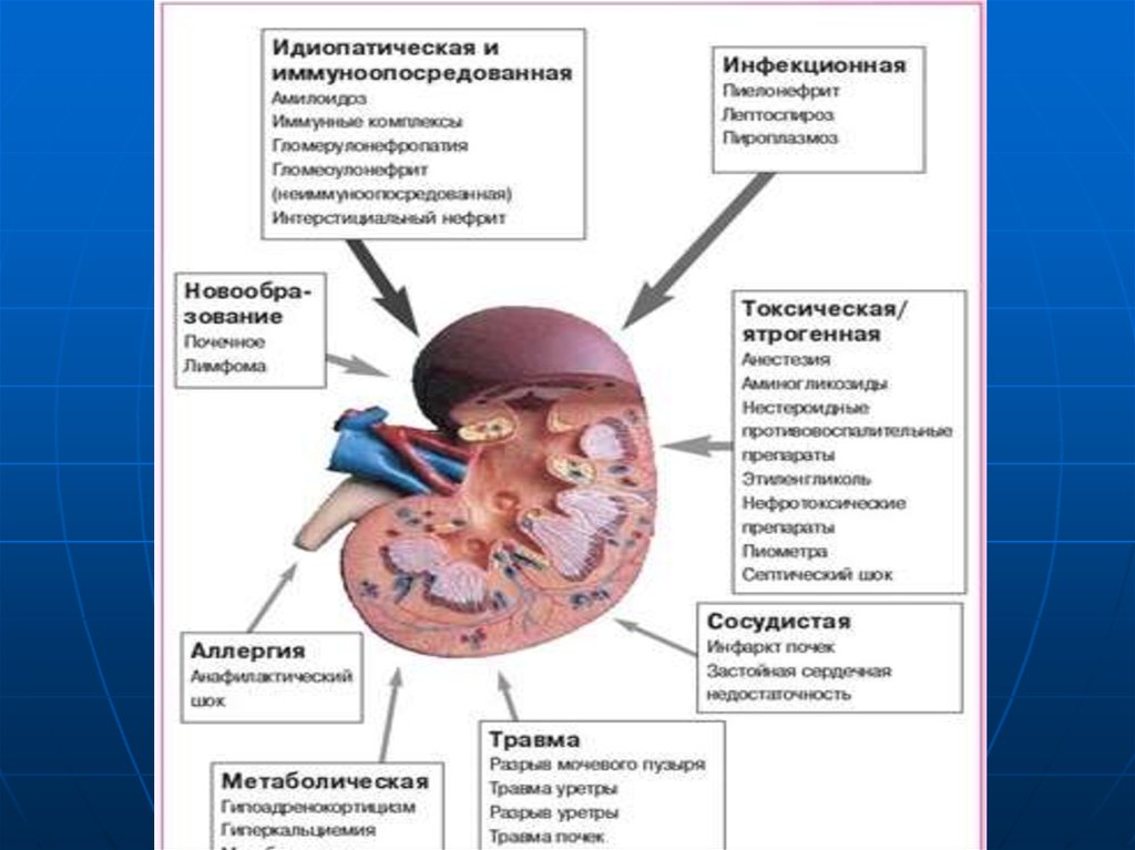 Стадии почечной недостаточности у собак. Почечная недостаточность у кошек. Хроническая болезнь почек у кошек. Хроническая почечная недостаточность у кошек. Почечная недостаточность по Iris.