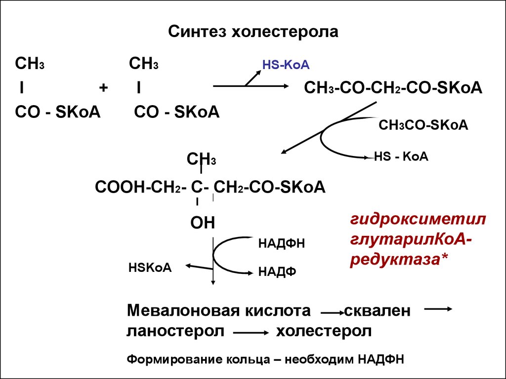 Синтез холестерина биохимия схема