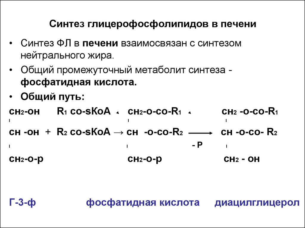 Схема синтеза глицерофосфолипидов