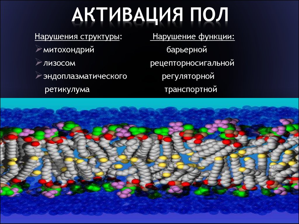 Нарушение структуры. Активация пол. Активация пол сопровождается:. Причины активации пол. Нарушение функций ткани.