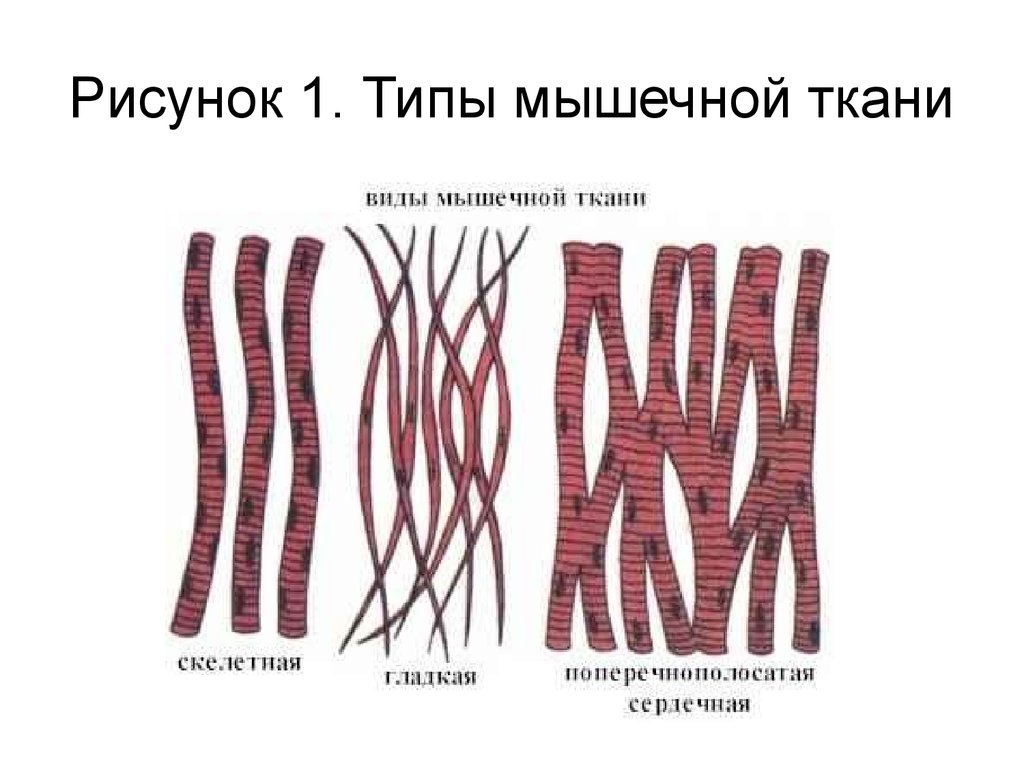 Укажите какие ткани представлены на рисунке. Типы мышечной ткани. Мышечная ткань строение рисунок. Зарисовка мышечной ткани. Назовите разновидности мышечной ткани.