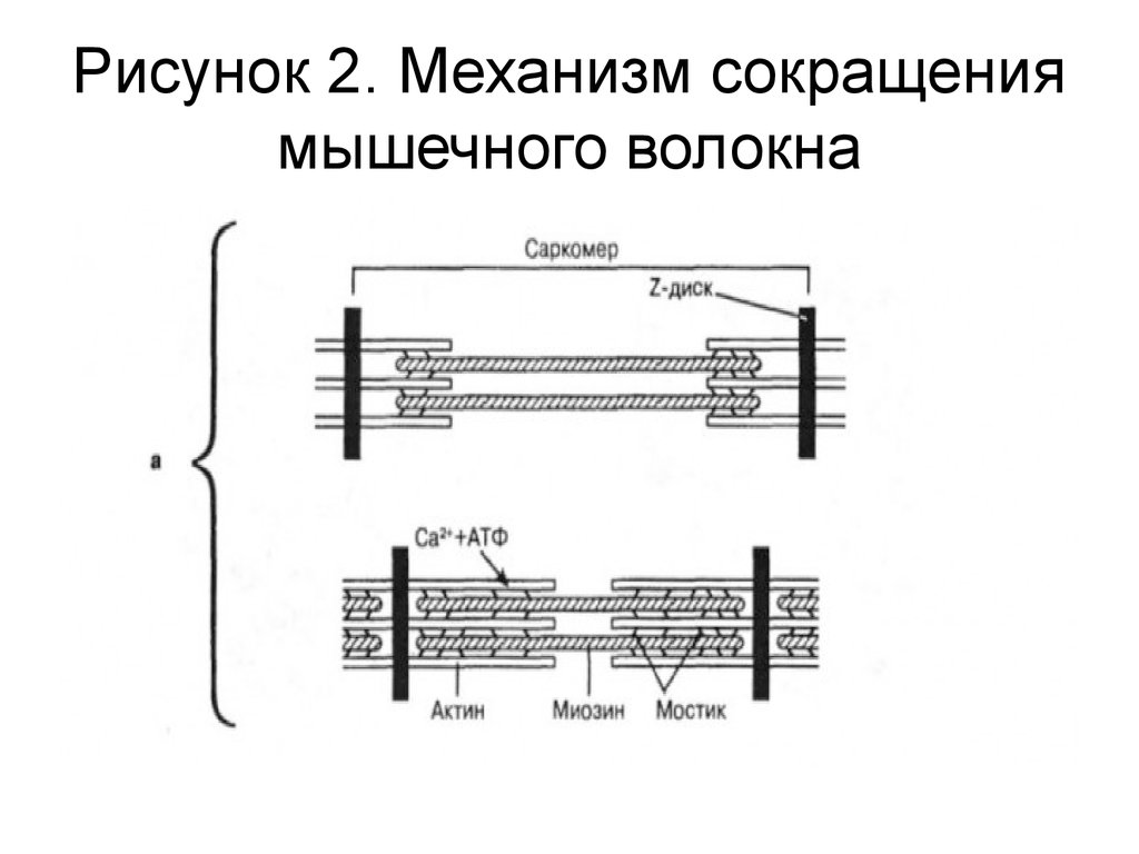 Презентация механизм сокращения мышечного волокна т система мышечного волокна