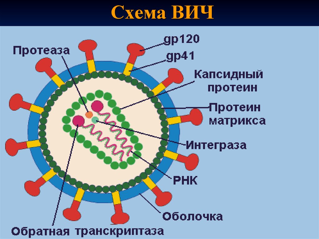 Вич биология. Схема строения вируса иммунодефицита человека. Строение вириона ВИЧ инфекции. ВИЧ инфекция структура вириона. Структура вириона вируса СПИДА.