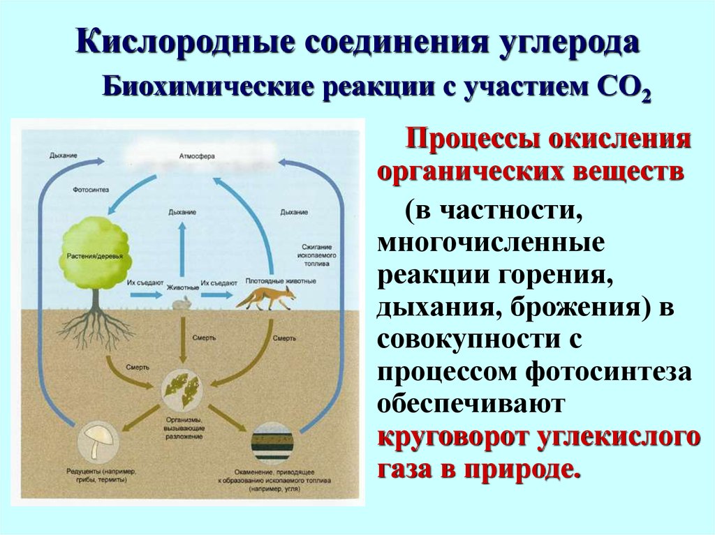 Биохимический цикл углерода схема